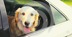 Happy young Golden Retriever dog sitting in car looking out the window