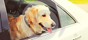 Happy young Golden Retriever dog sitting in car looking out the window