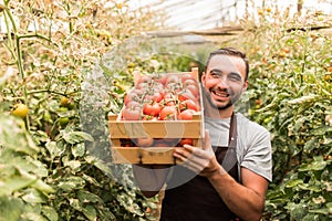 Happy young handsome man farmer carrying tomatoes in wooden boxes in a greenhouse