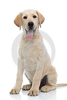 Happy young labrador retriever puppy dog siting and panting