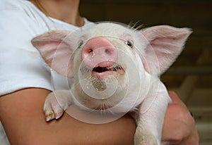 Happy young pig