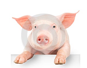 Happy young pig hanging its paws over a white banner, isolated on white background. Funny animals emotions.