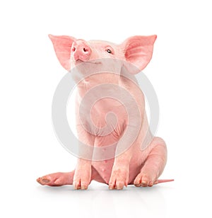 Happy young pig isolated on white background. Funny animals emotions