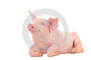 Happy young pig isolated on white background. Funny animals emotions.