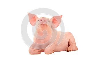 Happy young pig isolated on white background. Funny animals emotions.