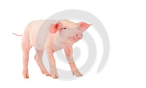 Happy young pig isolated on white background. Funny animals emotions.