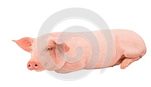 Happy young pig isolated on white background. Funny animals emotions.