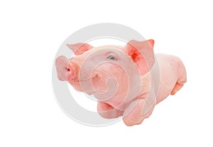 Happy young pig isolated on white background. Funny animals emotions.