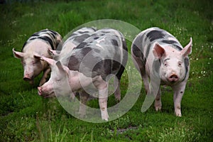 Happy young pigs graze on eco animal farm