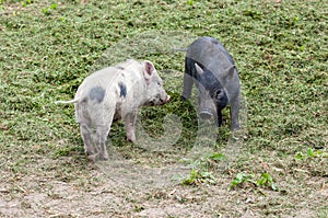 Happy young pigs piglets organic farm, playing outside, grass