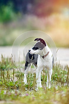 Happy young puppy in the grass on a Sunny summer day