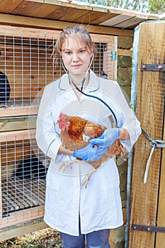 Happy young veterinarian woman with stethoscope holding and examining chicken on ranch background. Hen in vet hands for