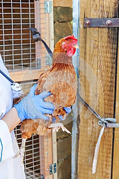 Happy young veterinarian woman with stethoscope holding and examining chicken on ranch background. Hen in vet hands for check up