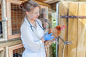 Happy young veterinarian woman with stethoscope holding and examining chicken on ranch background. Hen in vet hands for check up