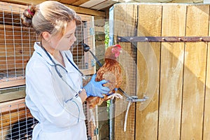 Happy young veterinarian woman with stethoscope holding and examining chicken on ranch background. Hen in vet hands for check up