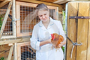 Happy young veterinarian woman with stethoscope holding and examining chicken on ranch background. Hen in vet hands for check up