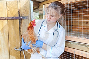 Happy young veterinarian woman with stethoscope holding and examining chicken on ranch background. Hen in vet hands for check up