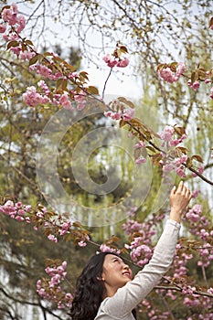 Happy young woman reaching up to touch a flower blossom outdoors in the park in springtime