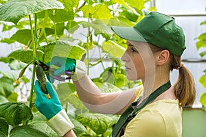 Happy young woman in uniform, cuts fresh cucumbers in a greenhouse. Work in a greenhouse.