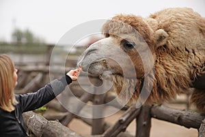 Happy young woman watching and feeding giraffe in zoo. Happy you