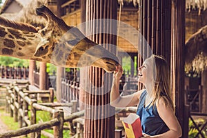 Happy young woman watching and feeding giraffe in zoo. Happy young woman having fun with animals safari park on warm