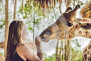 Happy young woman watching and feeding giraffe in zoo. Happy young woman having fun with animals safari park on warm