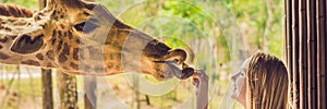 Happy young woman watching and feeding giraffe in zoo. Happy young woman having fun with animals safari park on warm