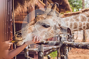 Happy young woman watching and feeding giraffe in zoo. Happy young woman having fun with animals safari park on warm