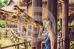 Happy young woman watching and feeding giraffe in zoo. Happy young woman having fun with animals safari park on warm