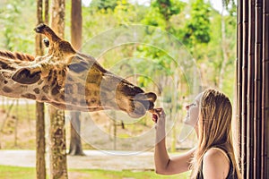 Happy young woman watching and feeding giraffe in zoo. Happy young woman having fun with animals safari park on warm summer day