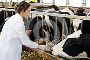 Happy young woman in white robe gives hay to cow