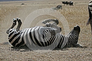 Happy Zebra