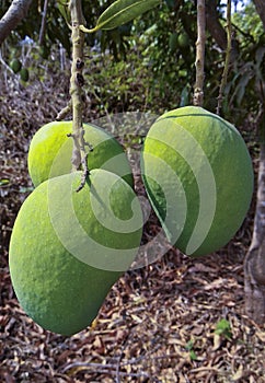 hapus mango hanging on branch of tree. Maharashtra-India.