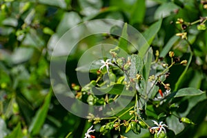 Har singar or Coral Jasmine or Tree of Sorrow or Queen of the night Nyctanthes arbor-tristis