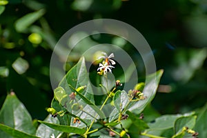 Har singar or Coral Jasmine or Tree of Sorrow or Queen of the night Nyctanthes arbor-tristis