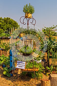 Harare, Zimbabwe, 10/10/2015: Entrant fot a Sustainable Food Growing Competition using old pots
