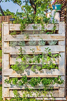 Harare, Zimbabwe, 10/10/2015: Entrant fot a Sustainable Food Growing Competition using stacked pallets