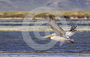 Harassed Dalmatian Pelican in Flight