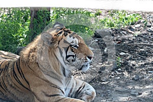 Harbin siberia tiger park attraction, live animals in natural environment protected day