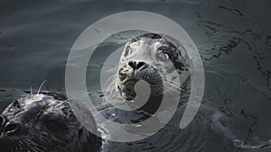 Harbor baby seal waiting for fish