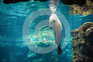 Harbor seal, phoca vitulina photo