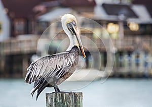 Harbor Pelican