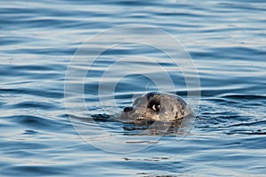 Harbor Seal