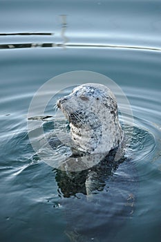 Harbor seal