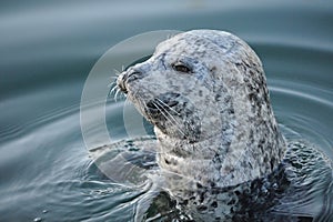 Harbor seal