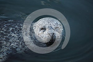 Harbor seal