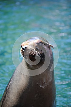 Harbor Seal