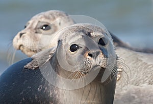 Harbor seal