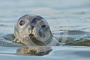 Harbor Seal photo