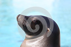 Harbor seal